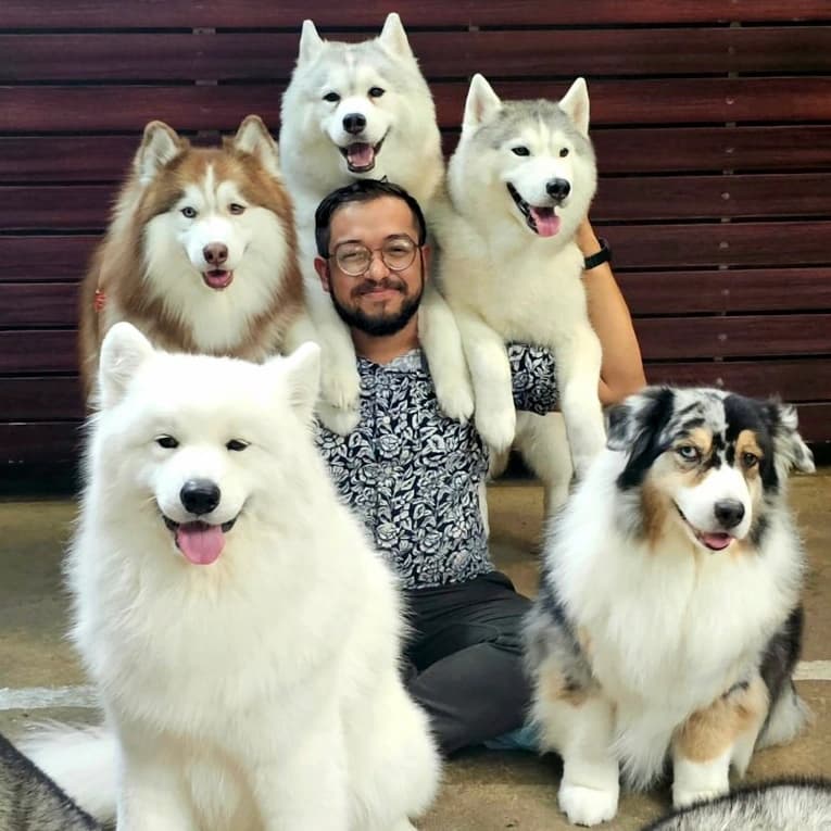 Ashish in Bangkok, happily surrounded by five dogs.