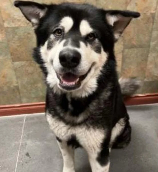 Koda, a black-and-white Malamute, sitting and looking toward the camera.