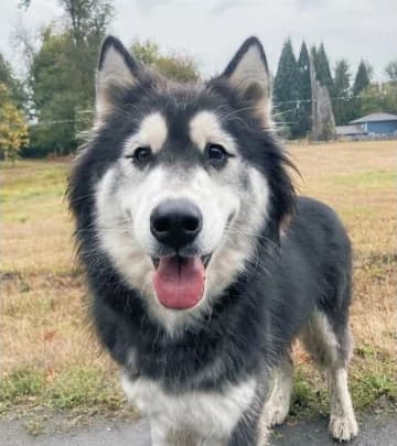 Valdez, a black-and-white Malamute with upright ears, standing outdoors and looking toward the camera.
